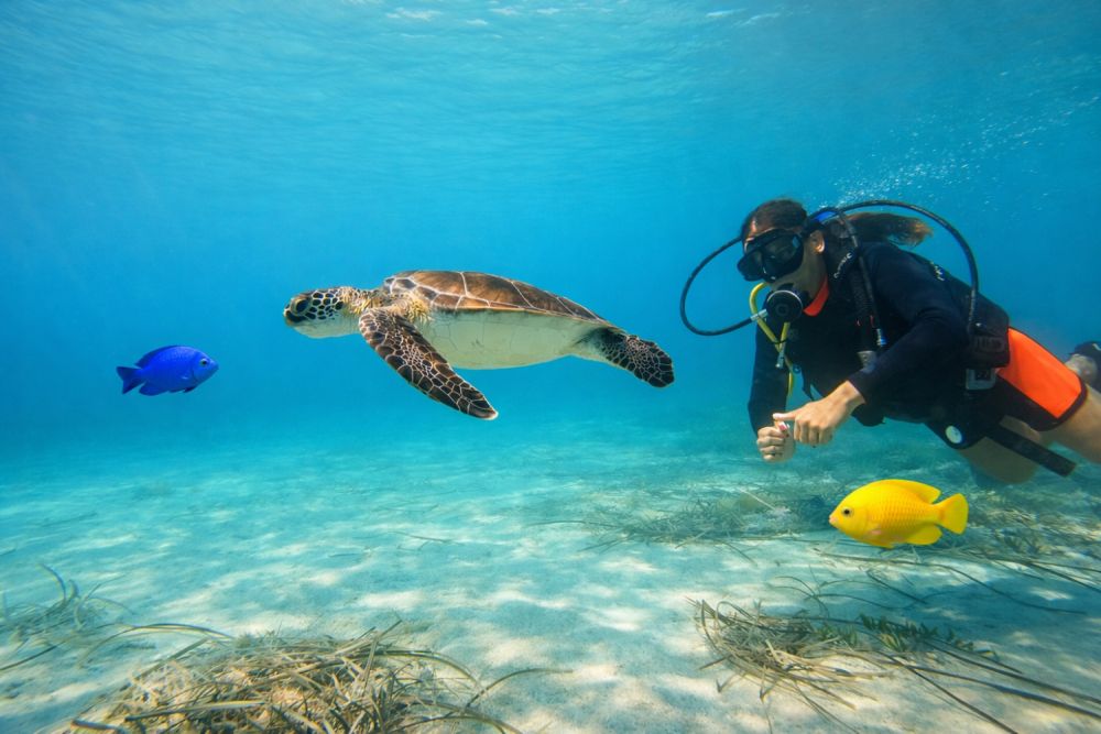 explore-marine-life-on-educational-snorkeling-tours-coral-bay